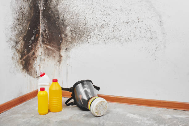 Best Toxic Mold Removal  in Massapequa Park, NY