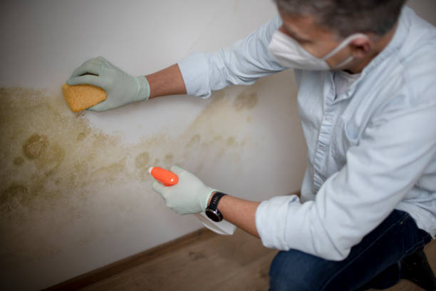 Professional Mold Removal in Massapequa Park, NY