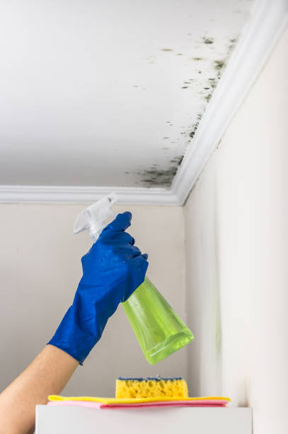 Best Mold Damage Repair  in Massapequa Park, NY